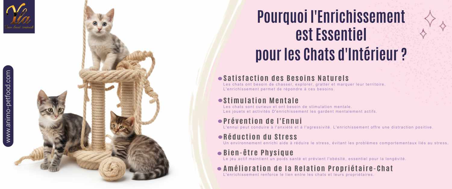 l-enrichissement-pour-chats-d-interieur